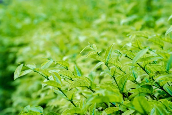 Yeşil leaves(leaf) arka plan