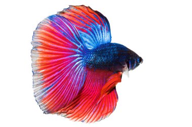 Dövüş balık, arka plan daha iyi balık izole.