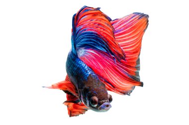 Dövüş balık, arka plan daha iyi balık izole.