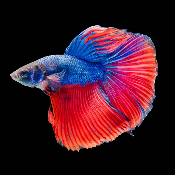 魚の戦い Betta 魚の分離された黒い背景 — ストック写真