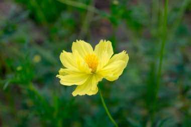 İnanılmaz güzel çiçekler arka plan.