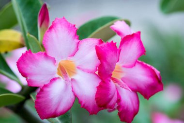 İnanılmaz güzel çiçekler arka plan.