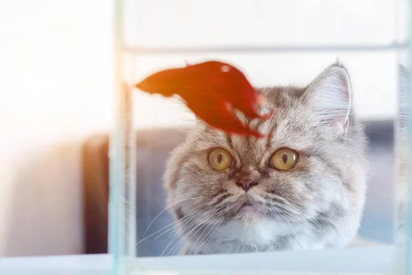 Gato Está Olhando Para Peixes Com Fome — Fotografia de Stock