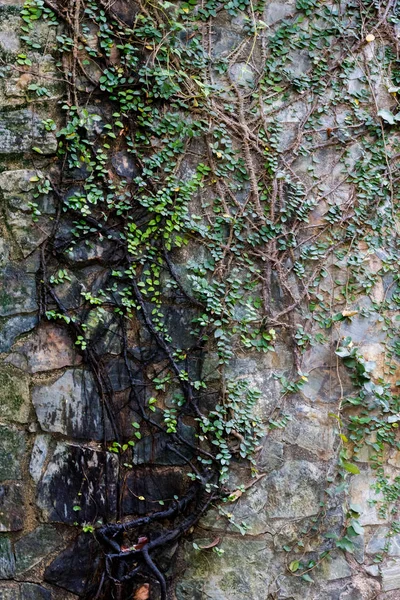 Stone Brick Wall Brown Background — Stock Photo, Image