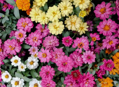 İnanılmaz güzel çiçekler arka plan.