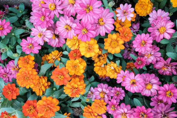 Erstaunliche Schöne Blumen Hintergrund — Stockfoto