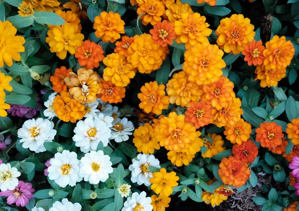 Amazing Beautiful Flowers Background — Stock Photo, Image