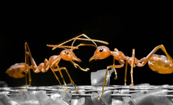 close up Communication talk of ants