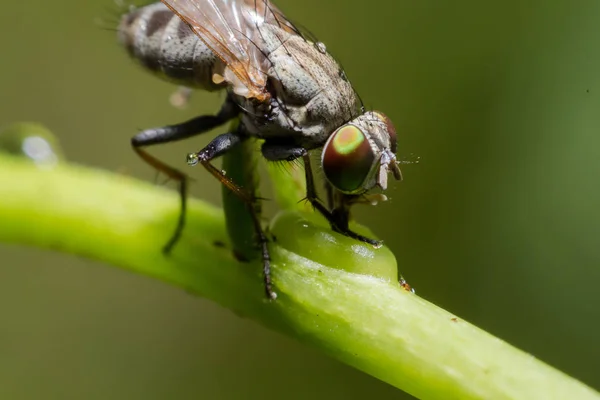 Закрыть Housefly Листочке — стоковое фото