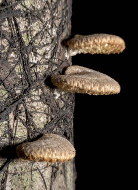 Ağaçtaki mantarları kapatın.