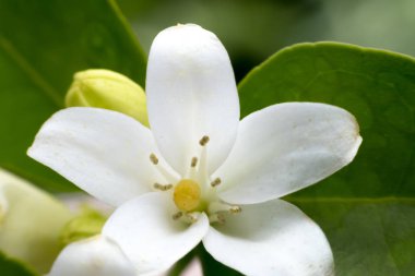 İnanılmaz güzel çiçekler arka plan.