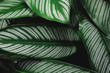 soyut, yeşil yaprak desen doğa koyu yeşil arka plan.