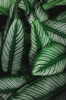 soyut, yeşil yaprak desen doğa koyu yeşil arka plan.