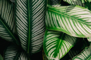 soyut, yeşil yaprak desen doğa koyu yeşil arka plan.