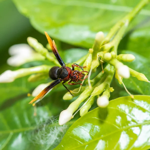 Bir Yaprak Üzerinde Wasp Yakın — Stok fotoğraf