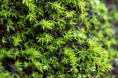 Doğa arka planında yeşil yosunları kapat.