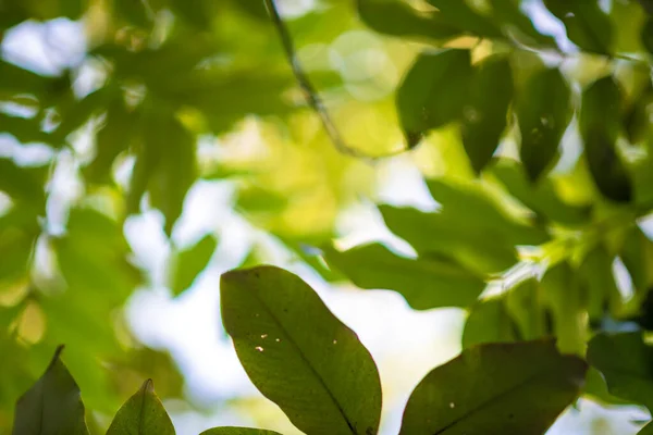 Abstract Nature Green Leaf Background Beautiful Wallpaper — Stock Photo, Image