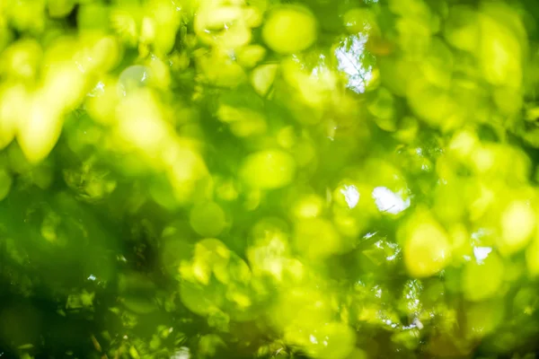 Streszczenie Natura Zielone Tło Liści Piękna Tapeta — Zdjęcie stockowe