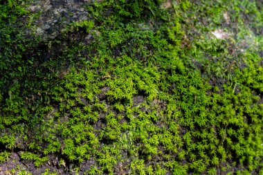 Doğa arka planında yeşil yosunları kapat.