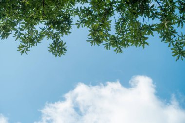 Soyut, doğa yeşil yaprak arkaplan ve güzel duvar kağıdı.