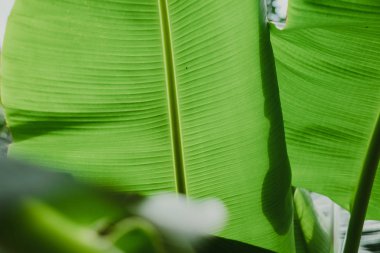 Soyut, doğa yeşil yaprak arkaplan ve güzel duvar kağıdı.