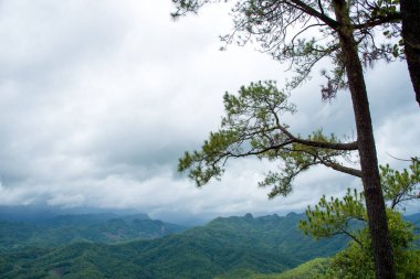 Doğa yeşil yaprak arka plan ve güzel duvar kağıdı.
