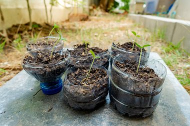 Bitki saksıları için geri dönüştürülmüş plastik şişeler.