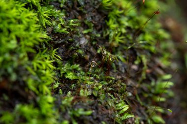 Doğa arka planında yeşil yosunları kapat.