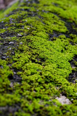 Doğa arka planında yeşil yosunları kapat.