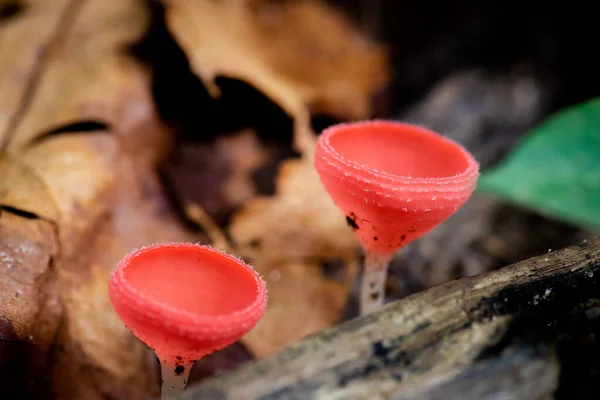 Closeup Forest Mushrooms Champagne Cup Waterfall — Stock Photo, Image