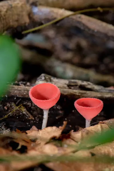 Closeup Forest Mushrooms Champagne Cup Waterfall — Stock Photo, Image