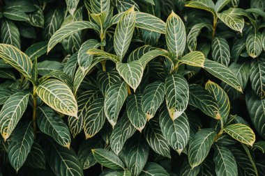 Soyut, doğa yeşil yaprak arkaplan ve güzel duvar kağıdı.