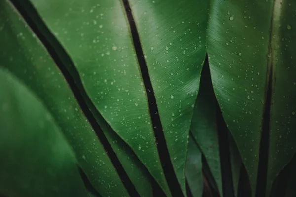 Resumen Naturaleza Fondo Hoja Verde Hermoso Fondo Pantalla — Foto de Stock