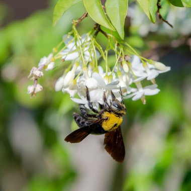 bir yaprak üzerinde Wasp yakın