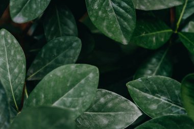 Soyut, doğa yeşil yaprak arkaplan ve güzel duvar kağıdı.