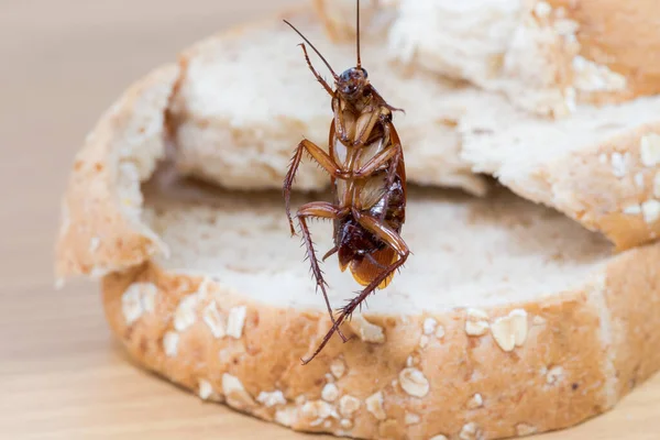 Närbild Kackerlacka Ett Fullkornsbröd — Stockfoto