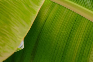 Soyut, doğa yeşil yaprak arkaplan ve güzel duvar kağıdı.