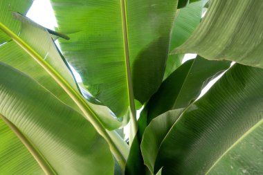 Soyut, doğa yeşil yaprak arkaplan ve güzel duvar kağıdı.