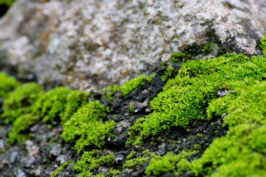 Doğa arka planında yeşil yosunları kapat.