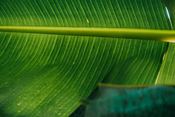 Abstrato Natureza Fundo Folha Verde Belo Papel Parede — Fotografia de Stock