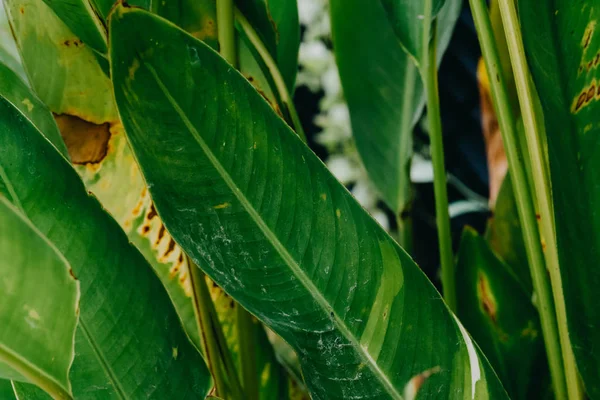 Resumen Naturaleza Fondo Hoja Verde Hermoso Fondo Pantalla — Foto de Stock