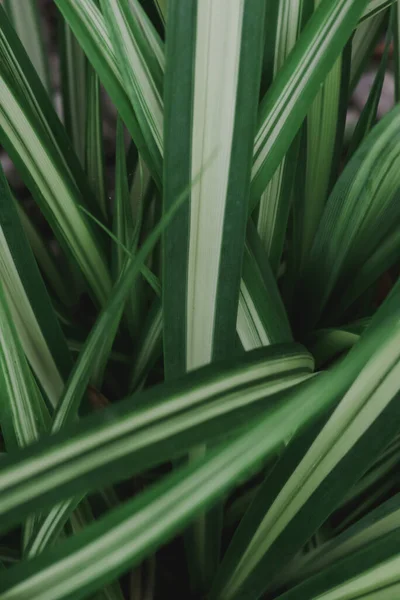 Resumen Naturaleza Fondo Hoja Verde Hermoso Fondo Pantalla — Foto de Stock