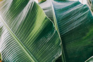 Soyut, doğa yeşil yaprak arkaplan ve güzel duvar kağıdı.