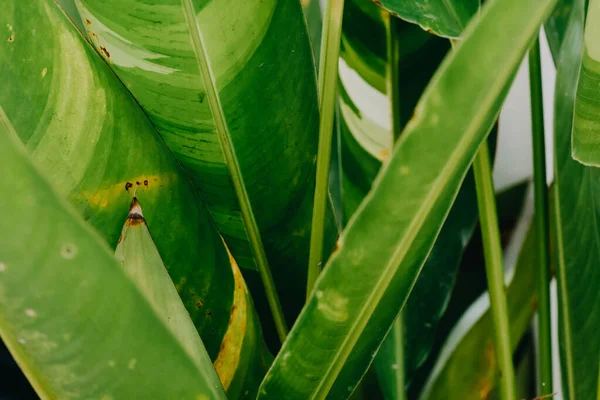 Resumen Naturaleza Fondo Hoja Verde Hermoso Fondo Pantalla — Foto de Stock