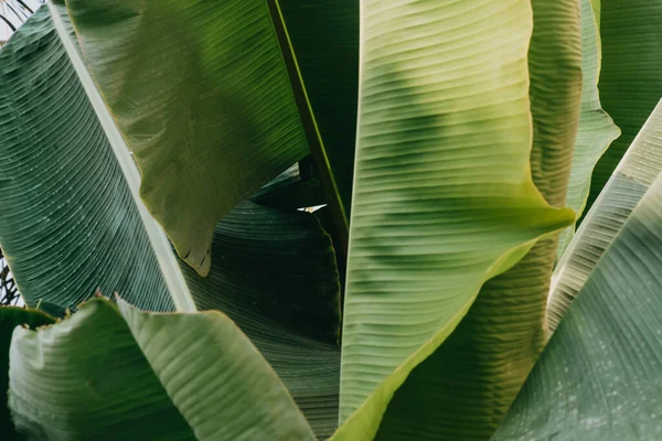 Resumen Naturaleza Fondo Hoja Verde Hermoso Fondo Pantalla — Foto de Stock