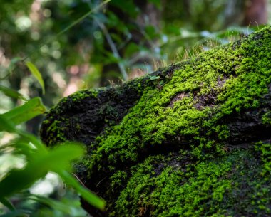 Doğa arka planında yeşil yosunları kapat.