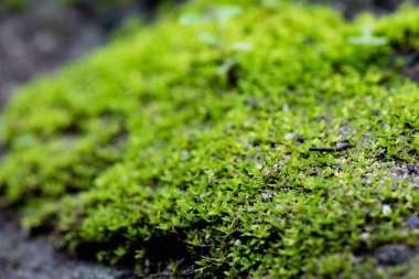 Doğa arka planında yeşil yosunları kapat.