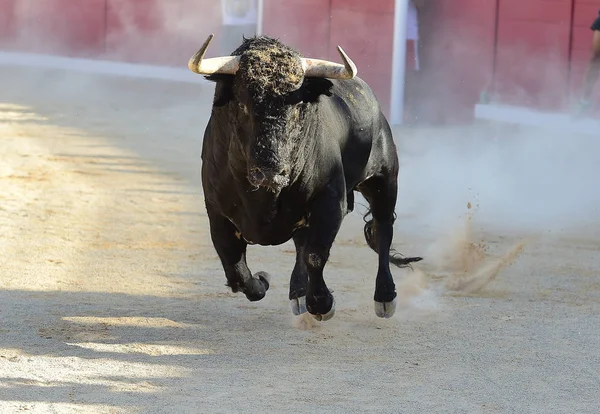 Tjuren i Spanien — Stockfoto