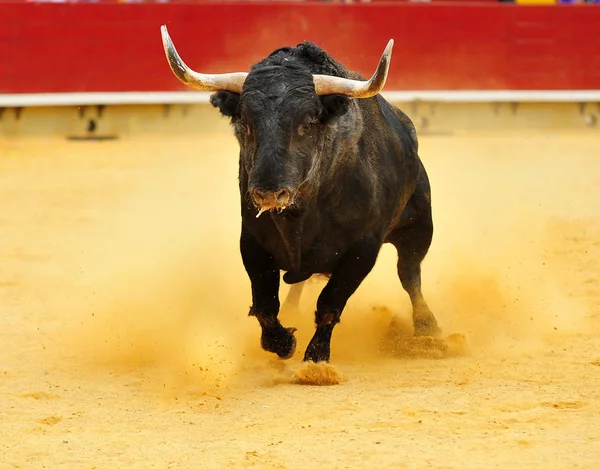 스페인의 황소 — 스톡 사진