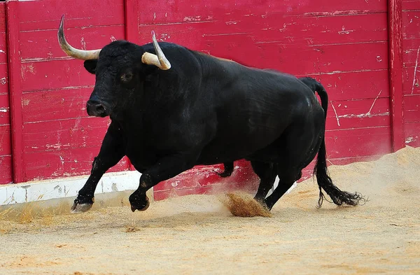 Touro na espanha — Fotografia de Stock